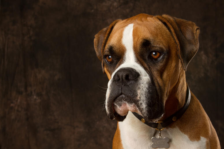 Boxer boxer_dog