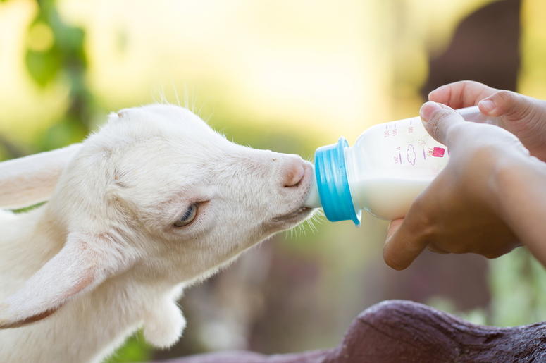 Baby Goat baby_goat