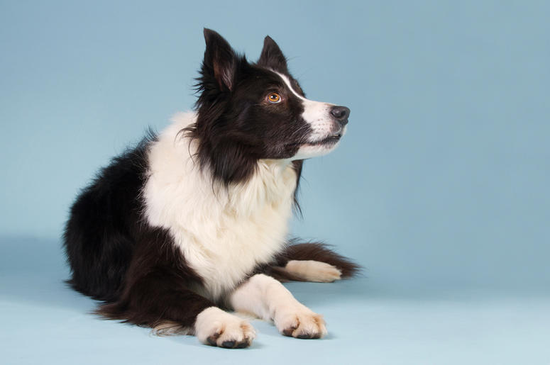 Border Collie border_collie