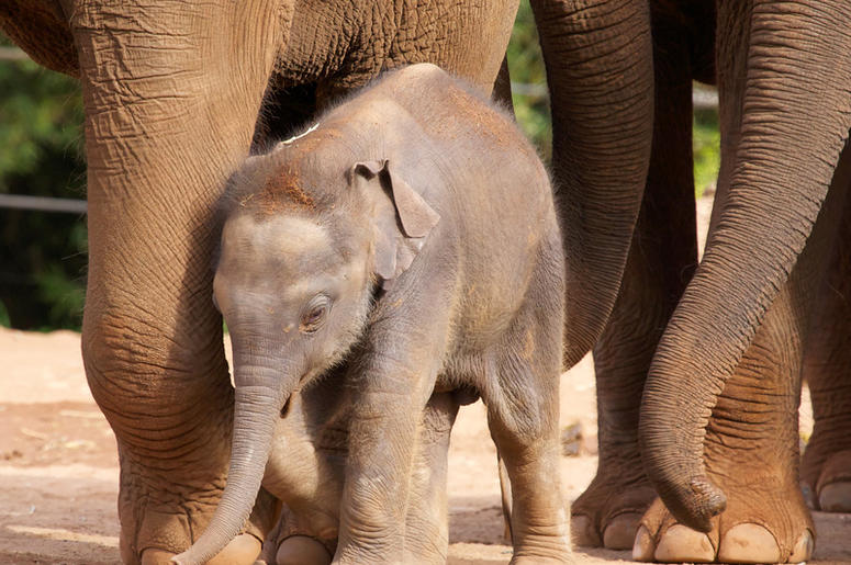 Baby Elephant baby_elephant