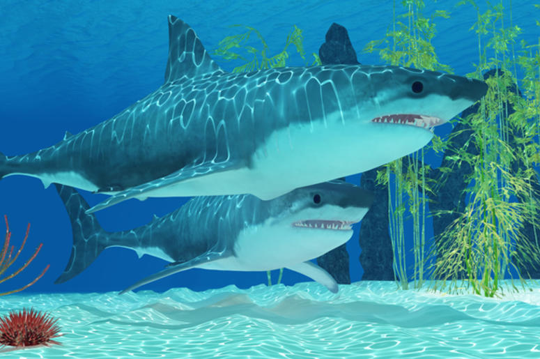 Megalodon megalodon