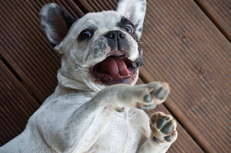 French Bulldog french_bulldog