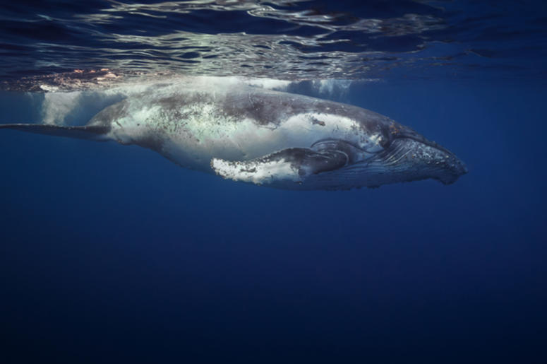 Humpback Whale humpback_whale