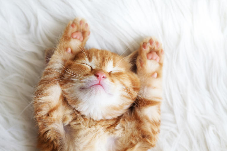 Sleeping Kitten kitten
