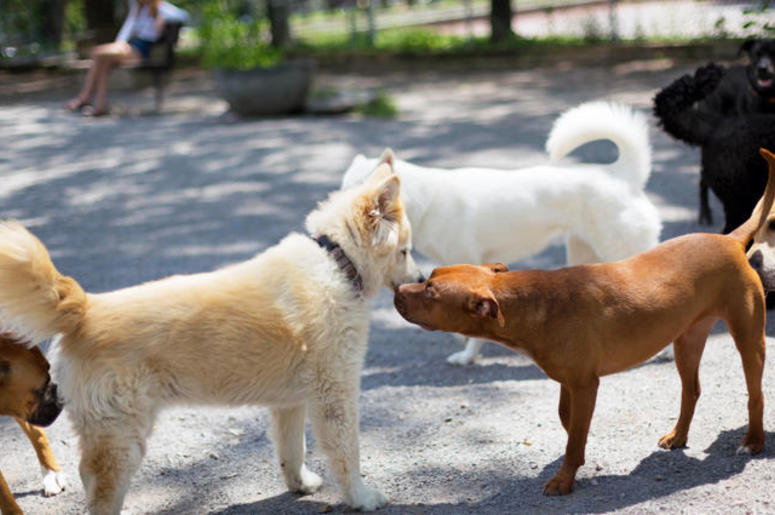 Dog Park Dog Park