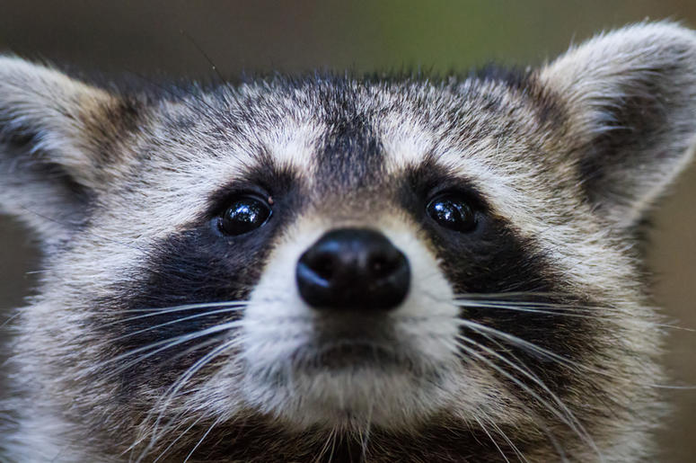 Raccoon raccoon