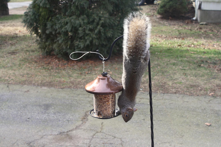 Squirrel squirrel_bird_feeder