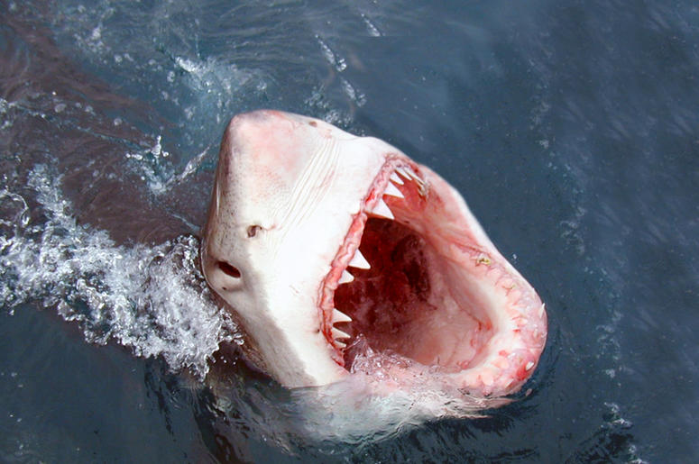 Shark shark