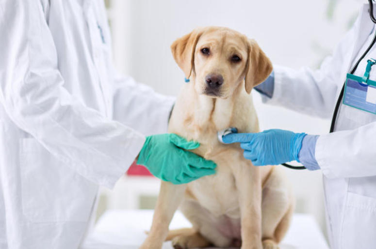 Dog At Vet Dog At Vet