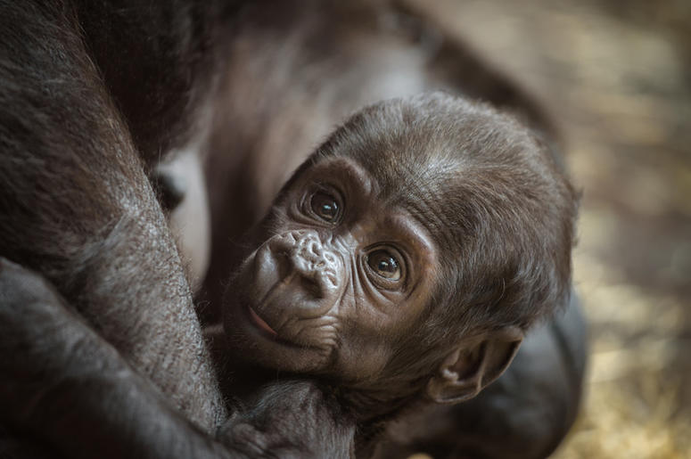 Baby Gorilla (not Saambili) baby_gorilla
