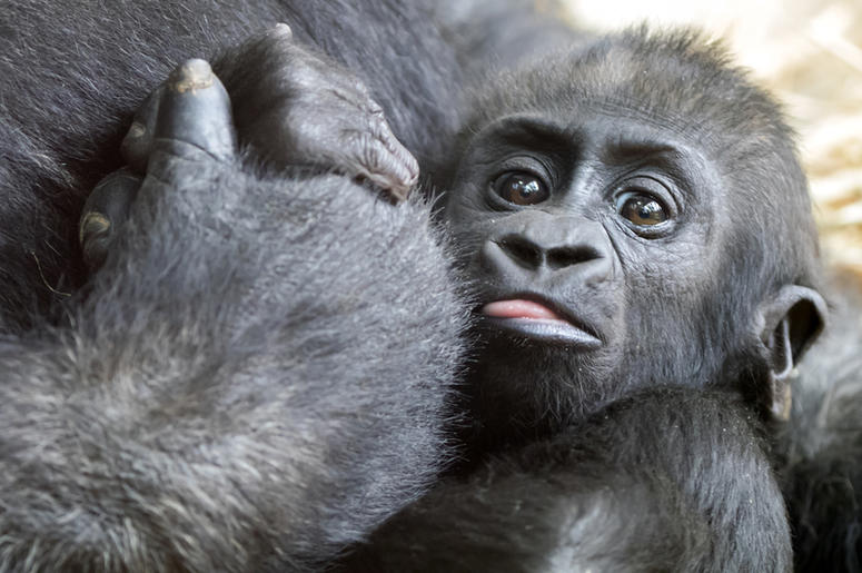 Baby Gorilla baby_gorilla