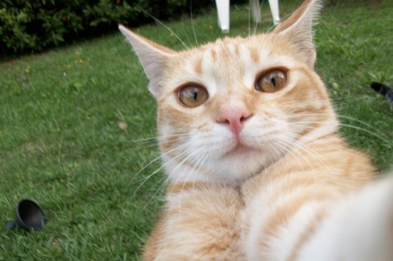 Cat cat