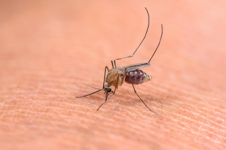 Mosquito mosquito