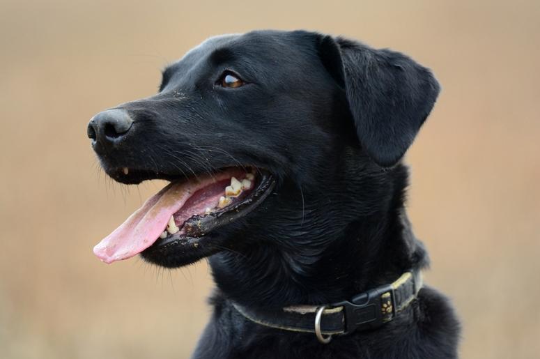 Dog dog_lab