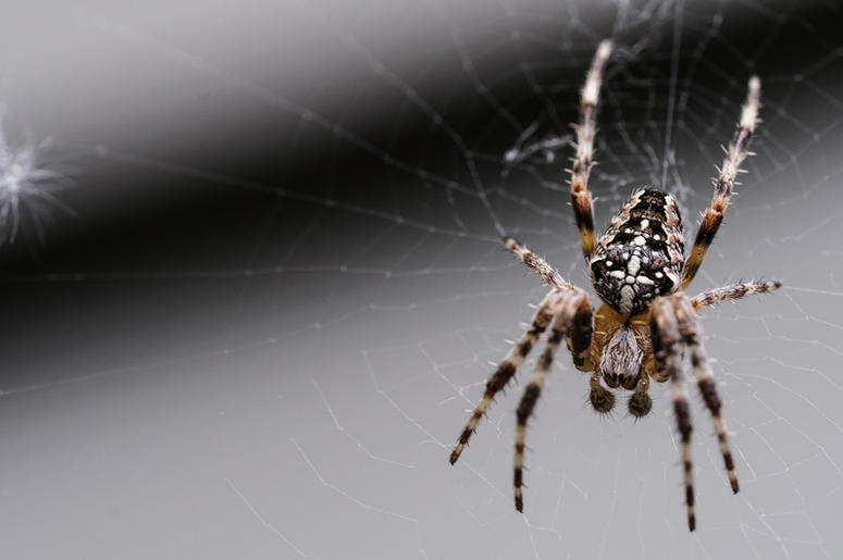 Spider spider