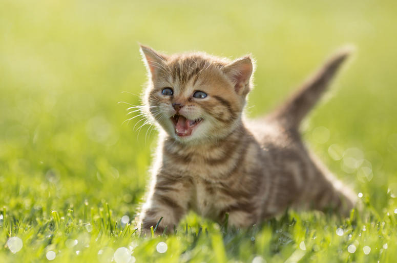Kitten kitten