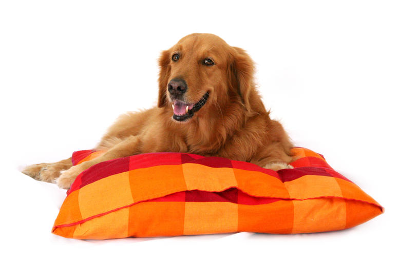 Golden Retriever golden_retriever