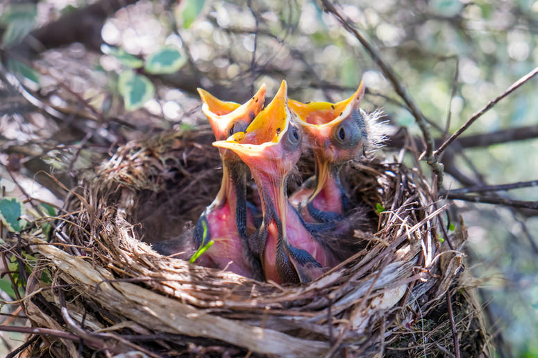 Baby Birds baby_birds
