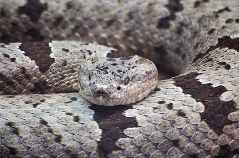 Rattlesnake Rattlesnake