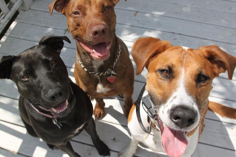 Happy Dogs Happy Dogs