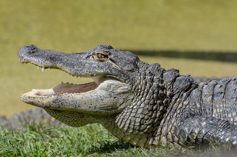 Alligator, Profile, Mouth Open Alligator, Profile, Mouth Open
