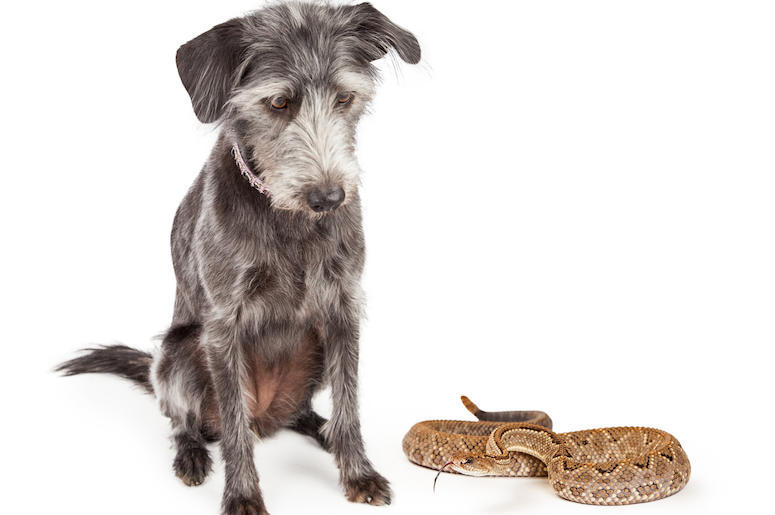 Dog and Snake Dog and Snake