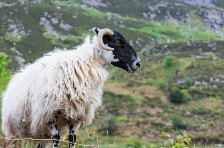 Sheep Sheep