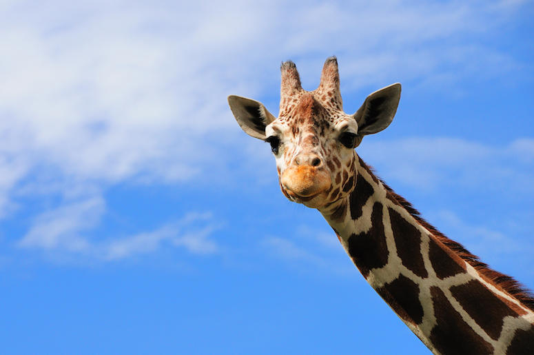 Giraffe, Face, Blue Sky Giraffe, Face, Blue Sky