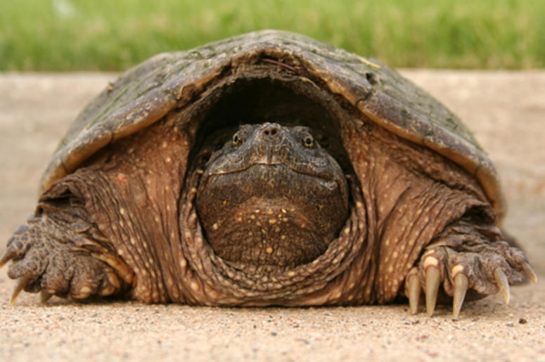 Alligator Snapping Turtle Alligator Snapping Turtle