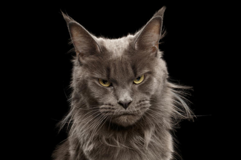 Cat Cat