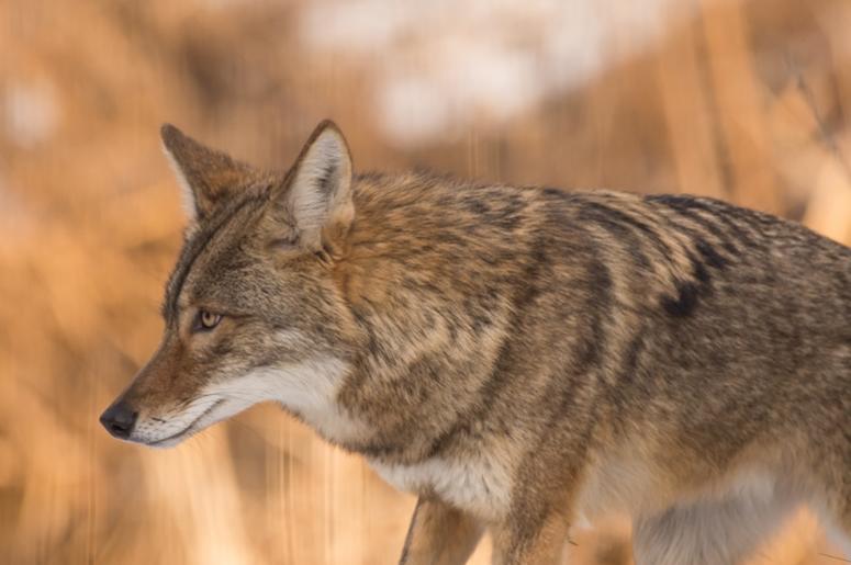 Coyote Coyote