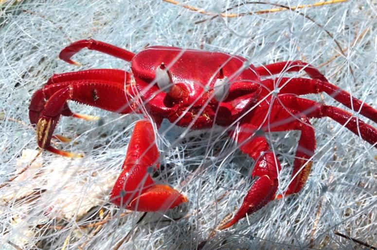 Red crab in the fishing net Red crab in the fishing net