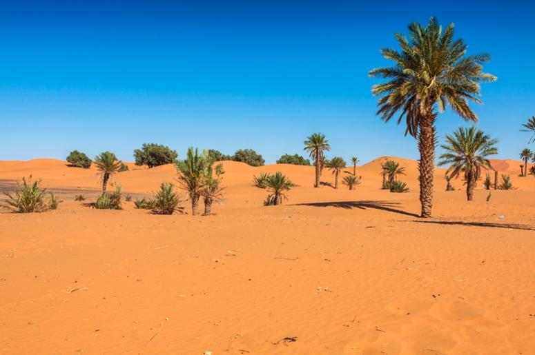 Sand Dunes of Erg Chebbi in the Sahara Desert Sand Dunes of Erg Chebbi in the Sahara Desert