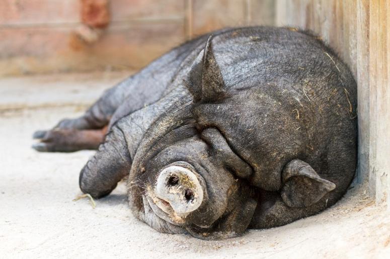 Lazy pig Lazy pig