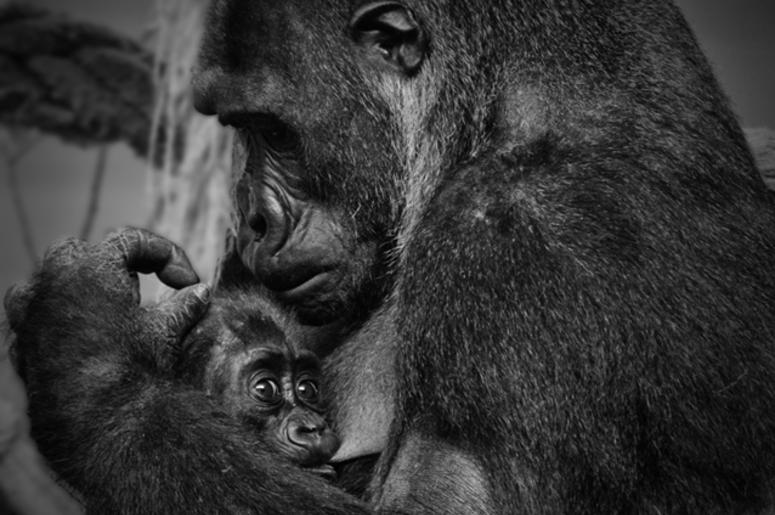Baby Gorilla Baby Gorilla