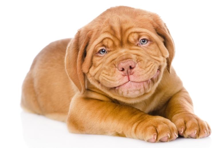 Happy smiling Bordeaux puppy dog. isolated on white background Happy smiling Bordeaux puppy dog. isolated on white background