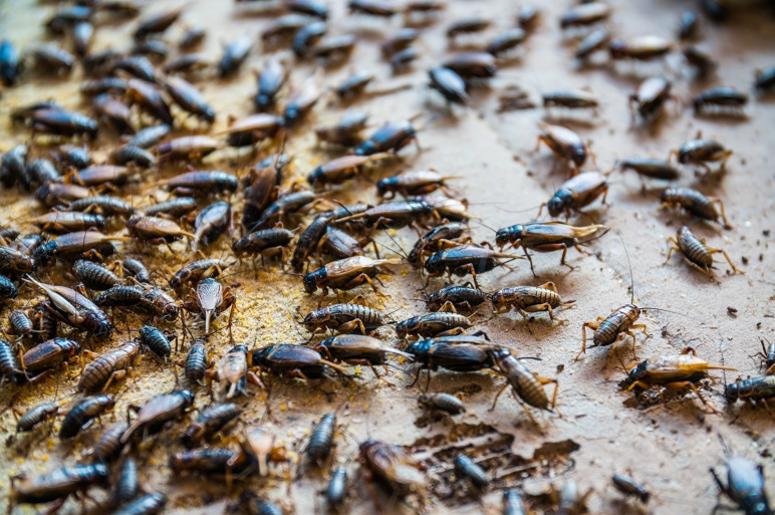 Close up of Crickets in farm, For consumption as food And used a. Meal, cultural. Close up of Crickets in farm, For consumption as food And used a. Meal, cultural.