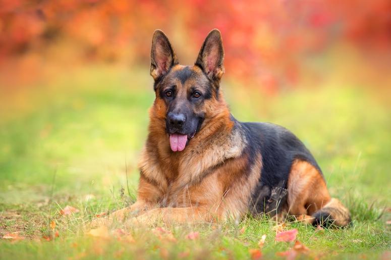 German Shepherd german_shepherd