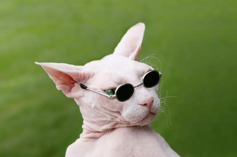 Hairless Cat hairless_cat