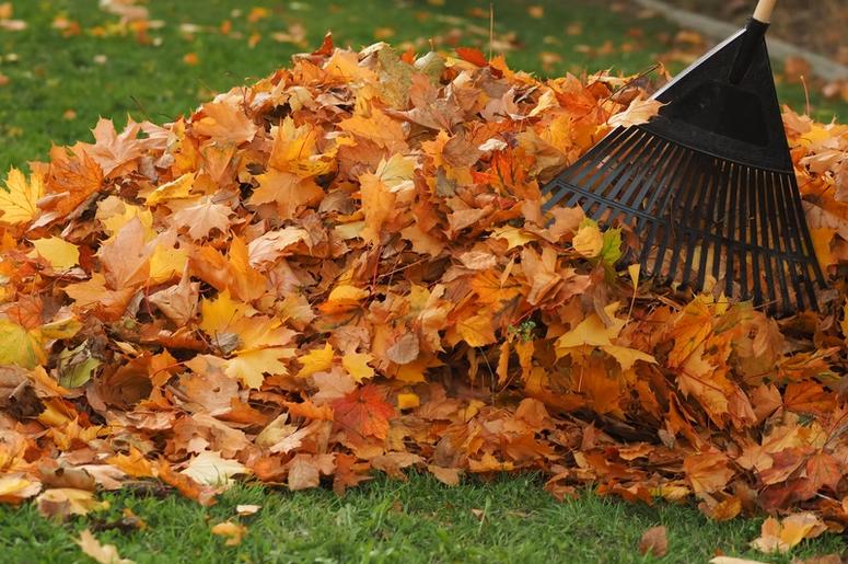 Leaves leaves