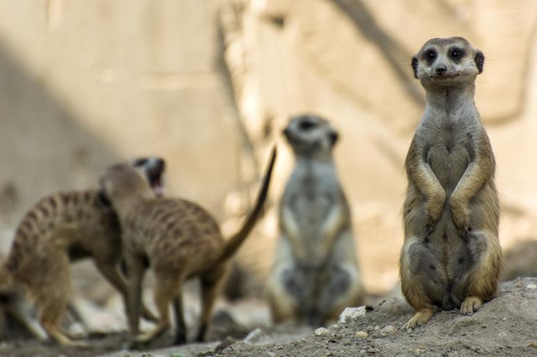 Meerkats meerkats