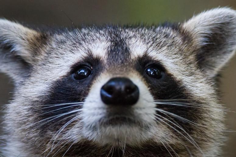 Raccoon raccoon