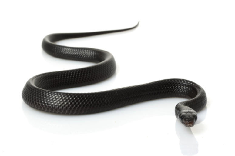 large snake in texas large snake in texas