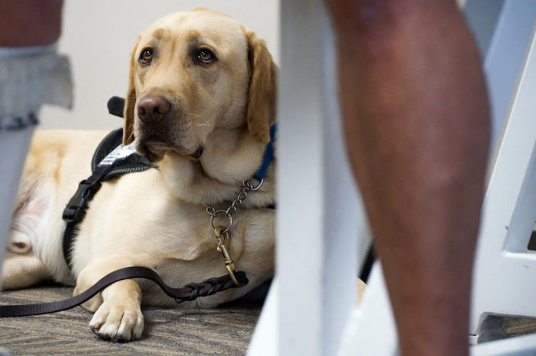 Service Dog, Emotional Support Animal Service Dog, Emotional Support Animal