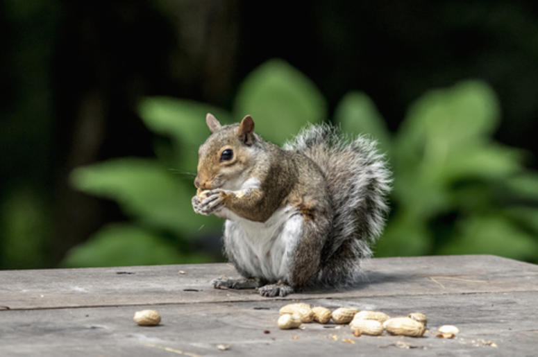 A Squirrel Shoplifted A Bag Of M&M's A Squirrel Shoplifted A Bag Of M&M's