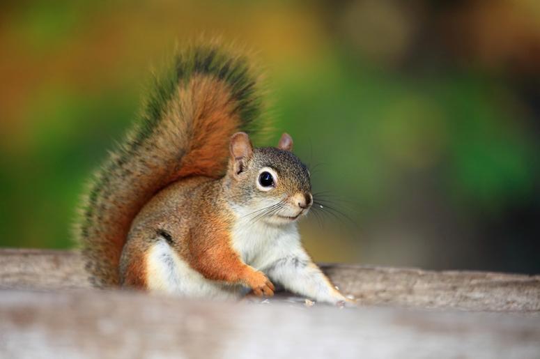 Squirrel squirrel