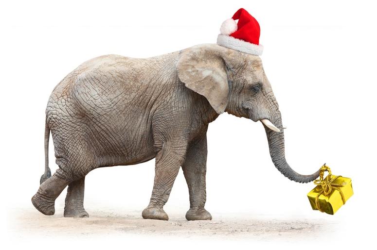 White Elephant white_elephant