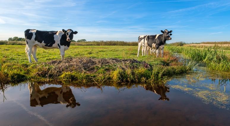 Two cows stand next to a small pond in a pasture