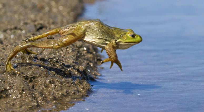 Bullfrog jumping into a pond