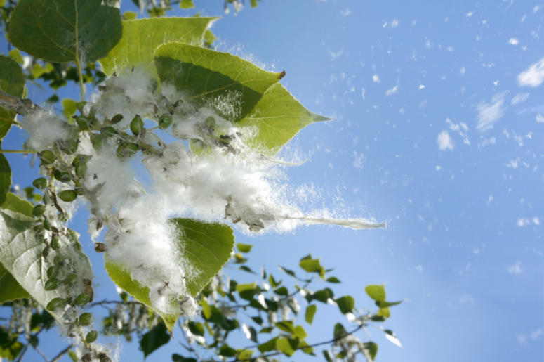 cottonwood season cottonwood season